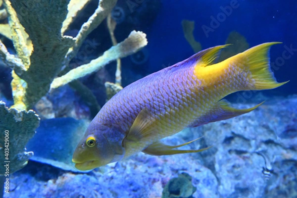 Obraz 水底を泳ぐスパニッシュホグフィッシュの姿（日本の東京池袋サンシャイン水族館）