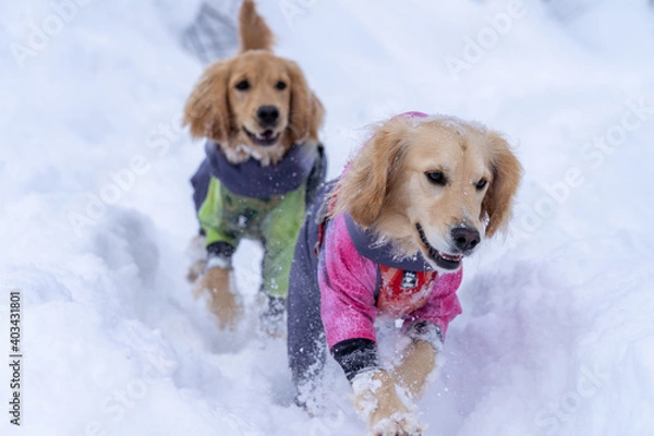 Fototapeta 五色沼／ゴールデンレトニエル