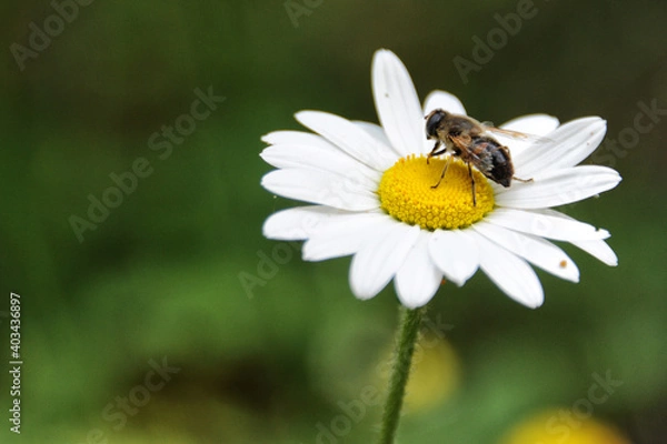 Fototapeta APE E MARGHERITA
