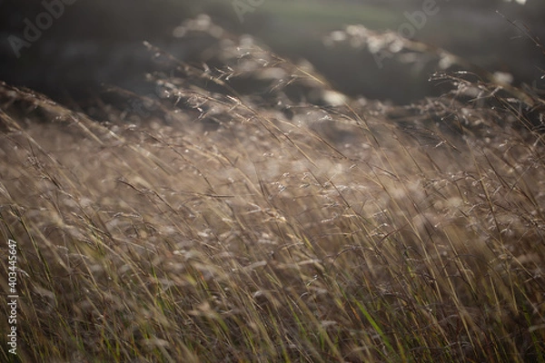 Fototapeta Close up of tips of long brown grass and it’s flowers, nature shot. nature background. calm background. grass in the wind.