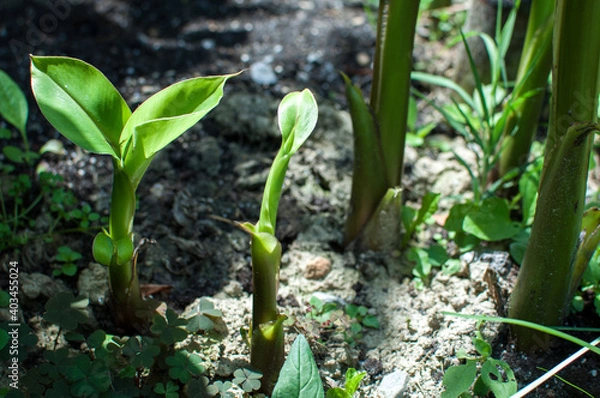 Fototapeta Young banana tree