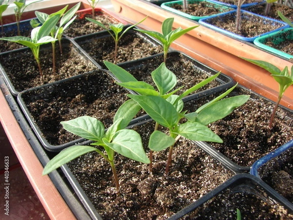 Fototapeta semis piment2