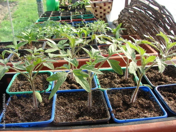 Fototapeta semis tomate8