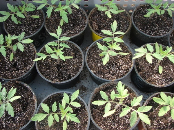 Fototapeta semis tomate9