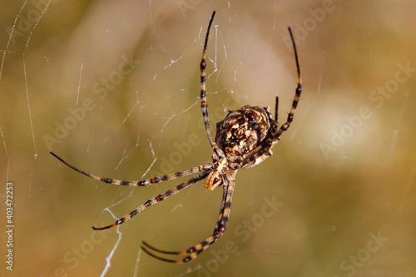 Fototapeta Wild spider on the silk web. Lethal insect. Poisonous spider.