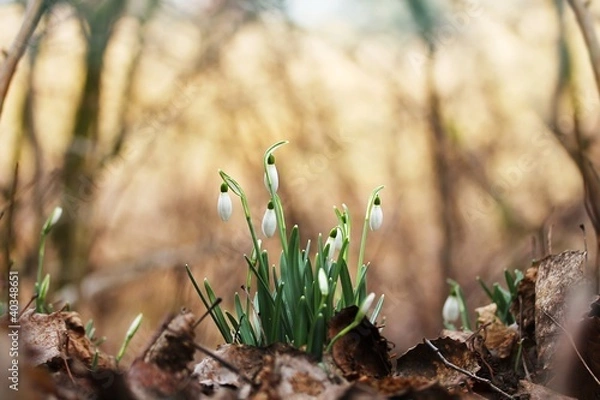 Fototapeta Wilde Glöckchen