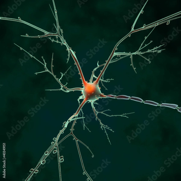 Obraz neuron nucleus