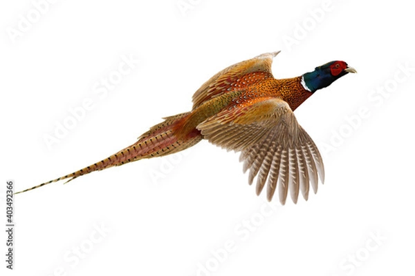 Fototapeta Common pheasant, phasianus colchicus, flying in the air isolated on white background. Ring- necked bird with spread wings hovering cut out on blank. Brown feathered animal in flight.
