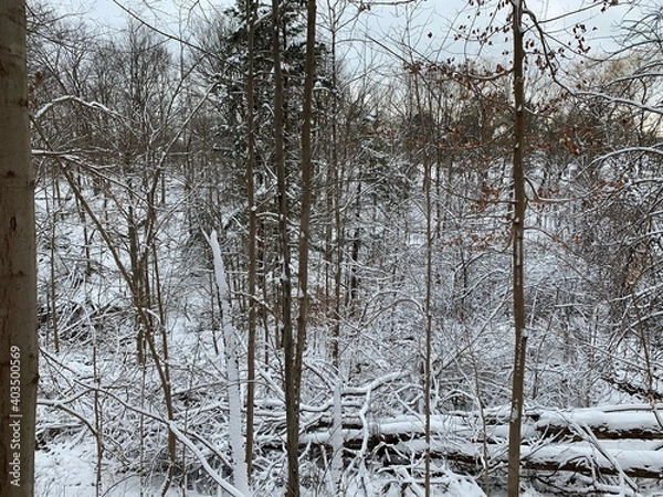 Obraz snow covered trees