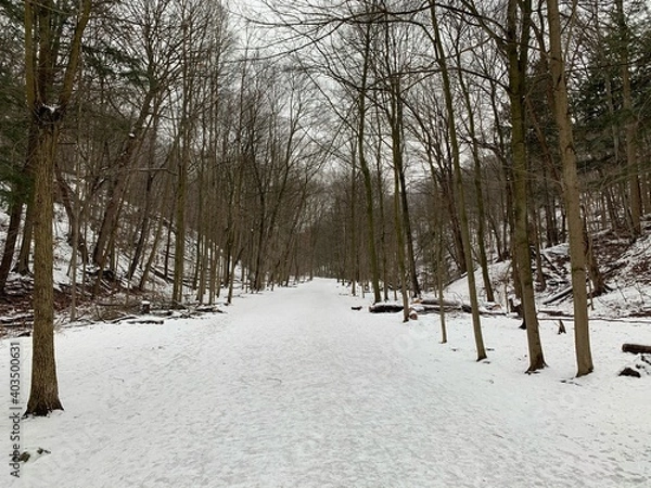 Obraz snow covered trees in winter