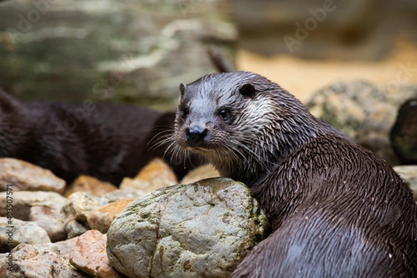 Fototapeta Otter