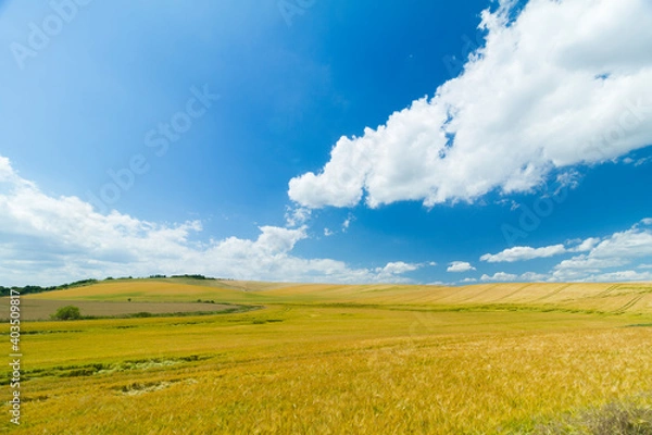 Fototapeta grain field in moravia