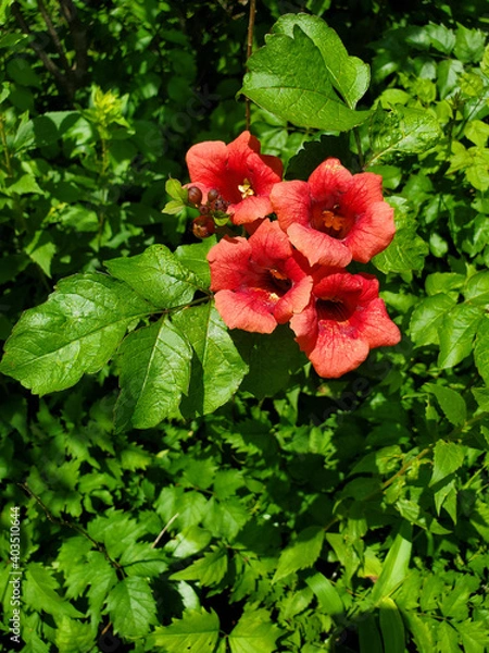 Obraz honeysuckle on green leaf background