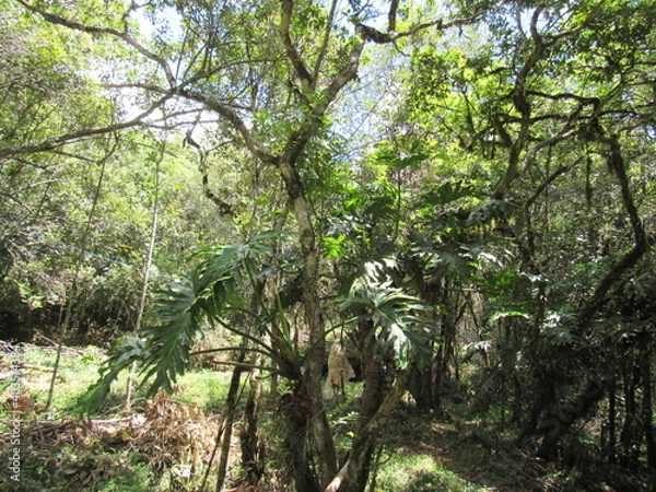 Fototapeta trees in the forest