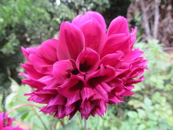 Fototapeta pink flower