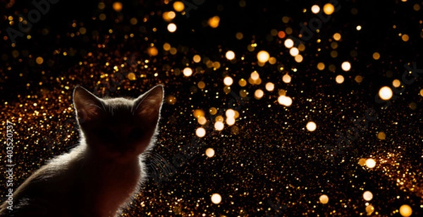 Fototapeta Silhouette of a cat in the darkness. Small kitten over fireworks background. Animals, mammals, animals day concept.