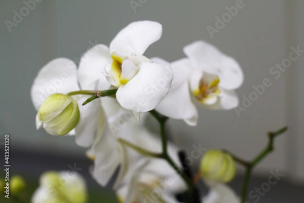 Fototapeta White phalaenopsis orchid against gray wall with copy space, selective focus