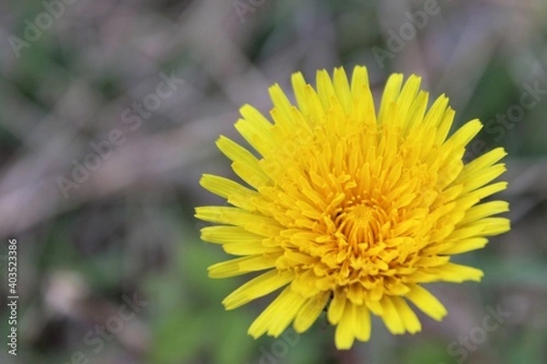 Obraz Dandelion