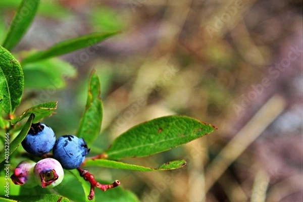 Obraz Blueberries