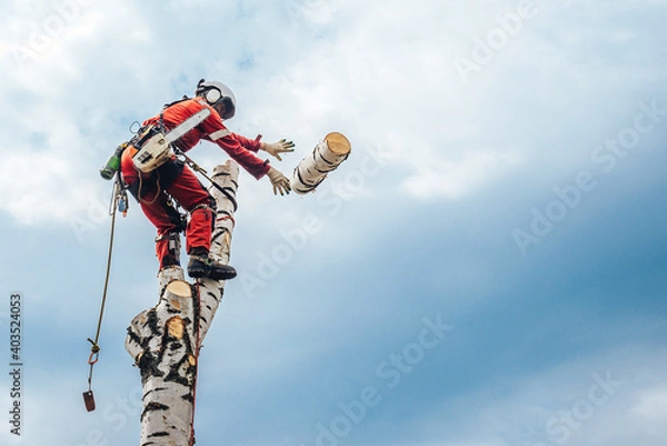 Obraz Arborist man cutting a branches with chainsaw and throw on a ground. The worker with helmet working at height on the trees. Lumberjack working with chainsaw during a nice sunny day.