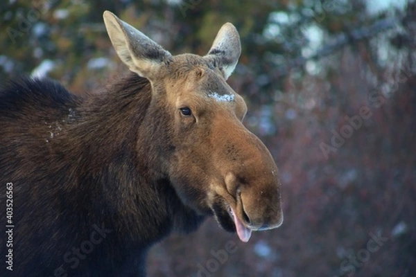 Obraz Moose