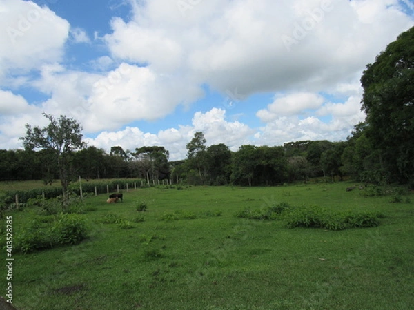 Fototapeta landscape with trees