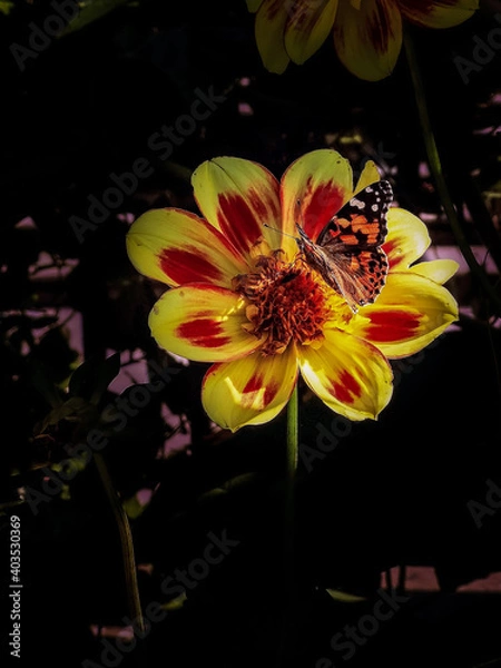 Obraz orange and yellow flower