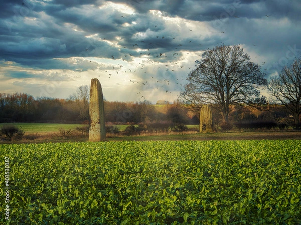 Obraz sunset in the field