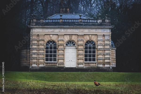 Obraz pheasant on the grass