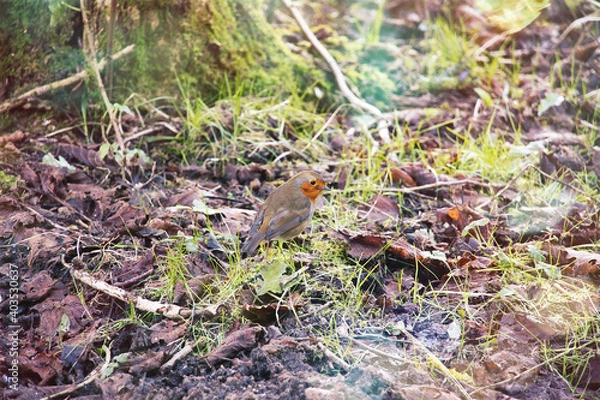 Obraz bird on the ground