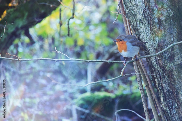 Obraz robin in the snow