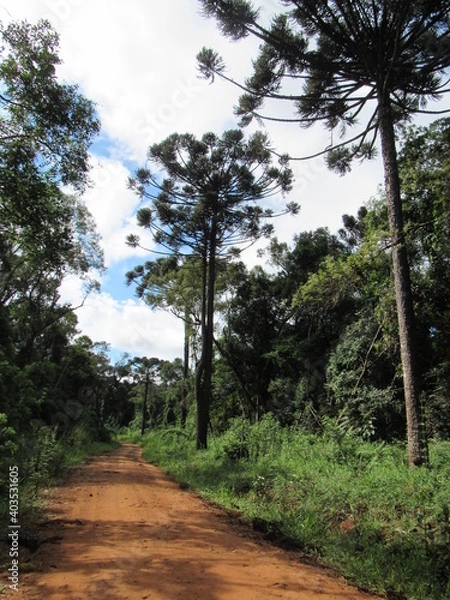 Fototapeta tree and sky