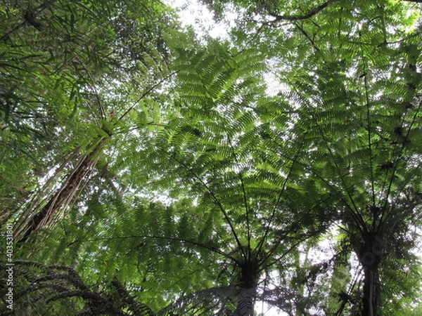 Fototapeta tree in the forest