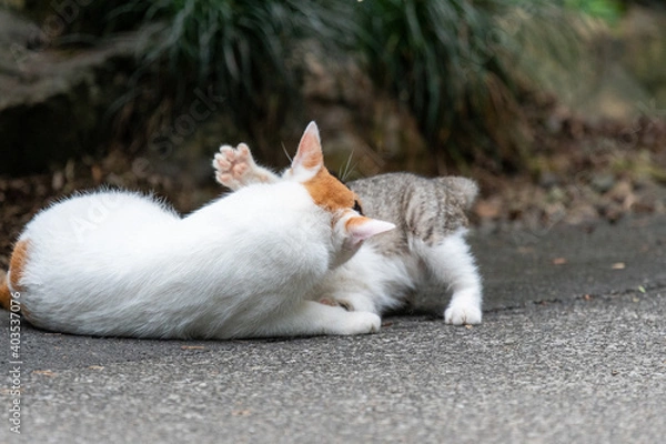 Fototapeta 猫の親子