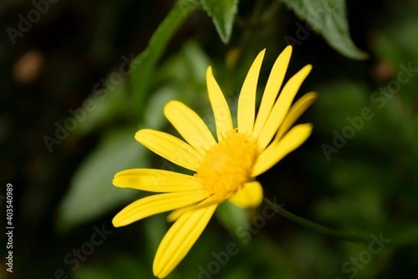 Obraz Margarita amarilla