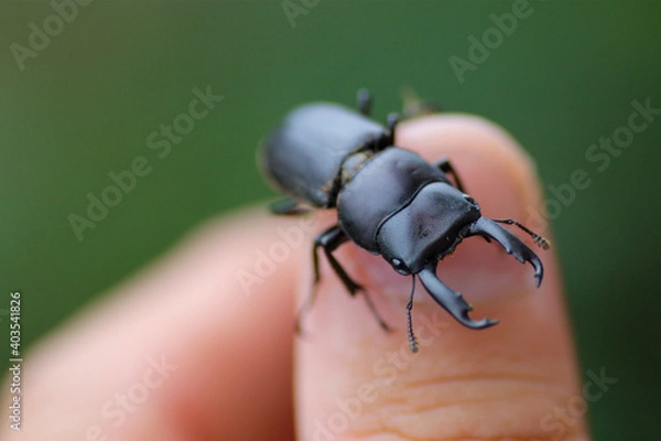 Obraz 指の上のコクワガタ
