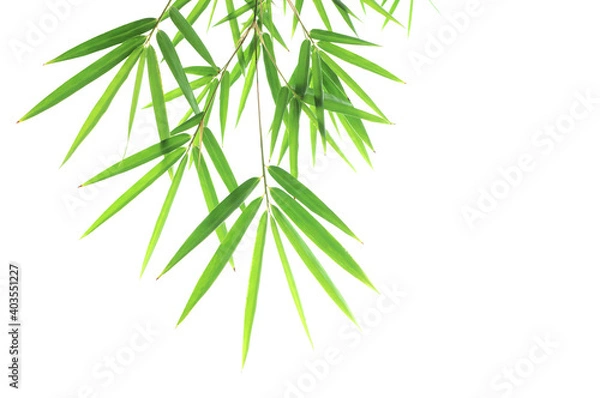 Fototapeta Green bamboo leaf isolated on white background..