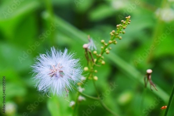 Obraz dandelion in the grass