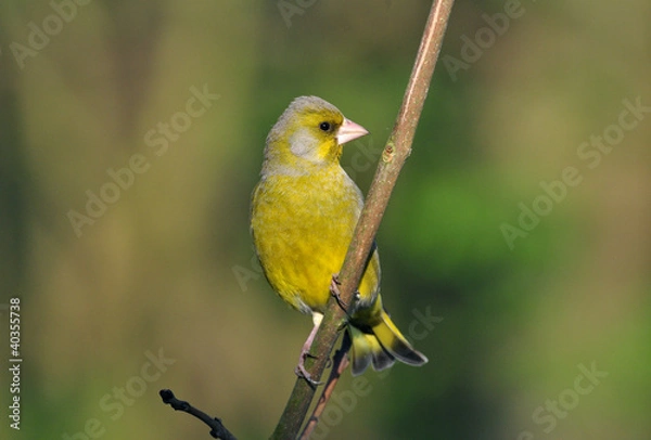 Obraz Greenfinch (Carduelis chloris)
