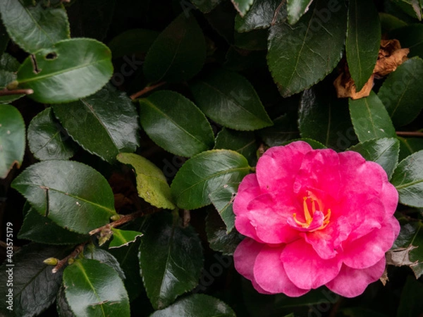 Fototapeta 紅い山茶花