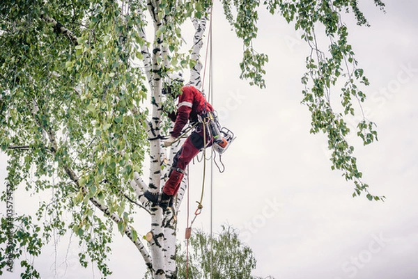 Fototapeta Arborist cuts branches on a tree with a chainsaw, secured with safety ropes.