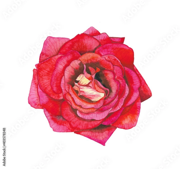 Fototapeta red rose isolated on white