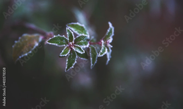 Obraz Frosty Leaves
