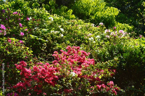 Fototapeta Morning light that illuminates the trees in spring