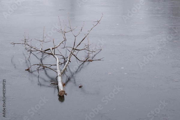 Obraz tree on ice in winter
