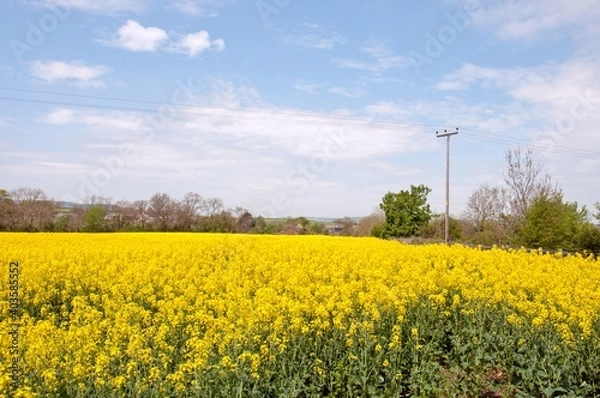 Obraz Rapeseed fields in the summertime.