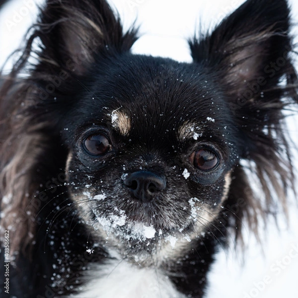 Obraz Chihuahua with snow close-up