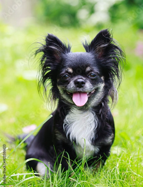 Obraz Happy chihuahua on green grass background