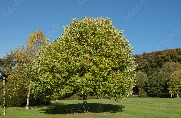 Obraz Summer Foliage of a Deciduous Tulip Tree (Liriodendron tulipifera) Growing in a Garden with a Bright Blue Sky Background in Rural Devon, England, UK