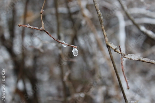 Obraz snow covered branches